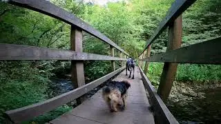 A Rufus and Milly walk down the river Wye including Chee Dale stepping stones