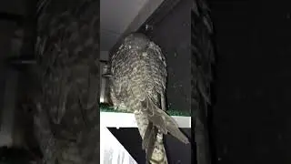 🦅 How a Falcon Sleeps#Falcon#Falconry#Bird#Nature#cute#Explore#shorts#viral#subscribe#trending#NCVNT