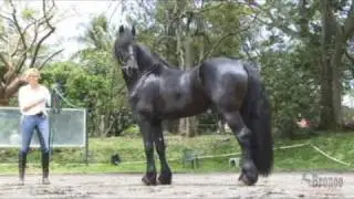 Caballo Frison