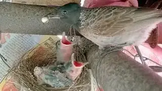 Mother bird feeding little bird, Video about baby birds #nature #love #birds 