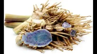 Cellglo Blanc Pur - Black Tumeric (English)
