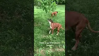 Fun puppy antics!