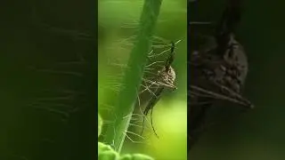 Комар-пискун, или комар обыкновенный (лат. Culex pipiens) #sorts