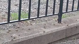 Cicada Surge is WORSE than any day up until today