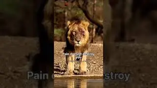 #shotsh