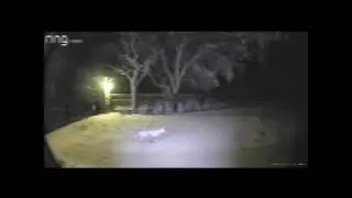 fox caught on security camera, floral city, florida
