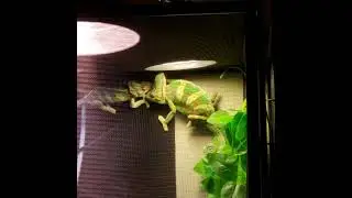 Have you ever seen a Chameleon Cuddle?