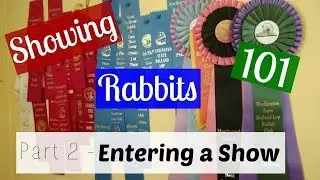 How to Enter a Rabbit Show | Showing Rabbits 101 Pt. 2