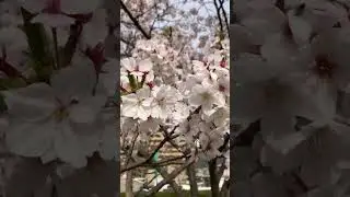 #桜祭り #japan #travel #桜 #満開 #sakura #flowers #spring #nature