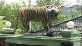 Goodbye My Cisewu Tiger