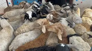 Big Size Sheeps Available at mgs