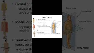 Body planes