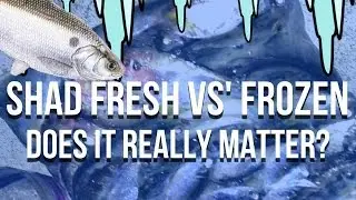Frozen Shad For Catfish Bait? Fresh is Better!