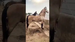 This is Beauty of Pakistani Desi Breed Stallion's