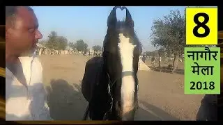 A beautiful bay Colt Sired By Dilshan at Nagaur  Horse Fair Horse Video घोड़ा विडियो