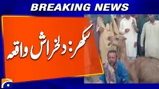 Injured Camel Rescued in Sukkur, Under Treatment at Animal Shelter | Breaking News