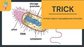 Storage granules in Prokaryotes | Cyanophyacean granules | Cyanobacteria | biology tricks