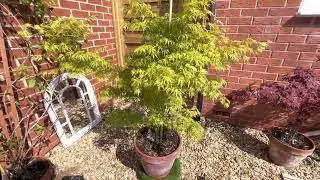 Sun tolerant Maples, Seiryu a beautiful fast growing tree that grows tall but with dissected leaves