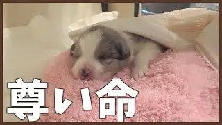 尊い命を守るために奮闘した数日間でした。【ボーダーコリー】