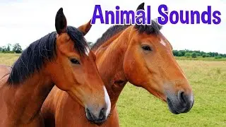 Farm Animal Sound for children (21 Amazing Farm and Wild Animals)