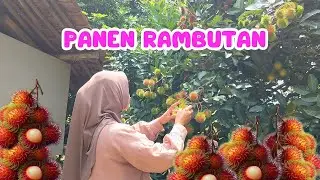 PANEN RAMBUTAN PERDANA ☺ , SAMBIL BELAJAR NGIKET RAMBUTAN GUYS 😁