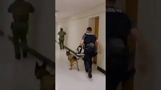 We need THIS in schools NOW #dogtraining #k9security #policeanimal #police #safety