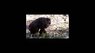 Orangutan Knuckle Walking