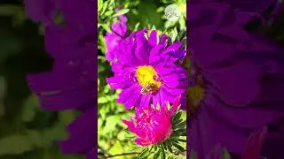 Forest Night Lofi | Relaxing Nature Sounds for Deep Rest | Mind Spa Music #studymusic #lofi