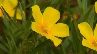 Prolifération de la jussie, plante invasive d'Amérique du sud