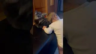 Cats born in February He was born in April 2022. They are friends. #twins #baby #shorts #cat #cute