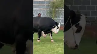 #viral #biggestbull #transformation #cattlefarmofficialso #rambo #cattlefarming #yahyakadhaba