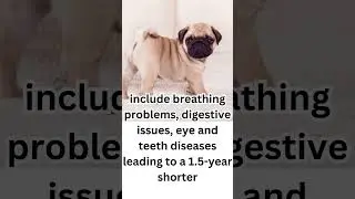 How long will your pug dog live