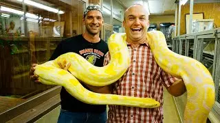 Chet slithers into the Snake Farm zoo near San Antonio