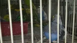 Birds Market Sharjah #birds #parrot #colorfulbirds #Sharjah