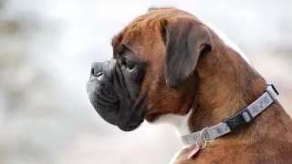 Boxer Dog Barking   How to Stop Excessive Barking