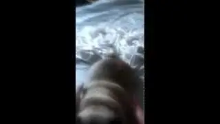 Dog Slow Dancing