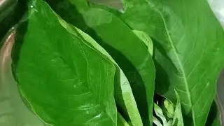 বাসক পাতা কিভাবে খেলে সর্দি কাশি ইত্যাদি ইত্যাদি ভালো হয়ে যায়