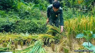 Harvest wet rice on a sunny day, Breaking and preserving corn | Buing Life - Day 48