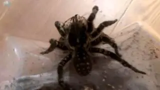 Thork's Birdeaters. Allohogna (ex. Lycosa) Singoriensis and Nauphoeta Cinerea.