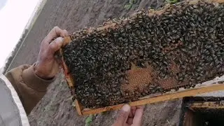 فحص خلية نحل اوشكت على التطريد 2020