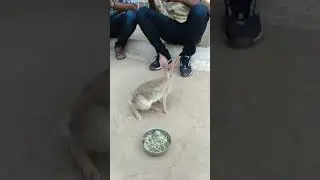Desi rabbit