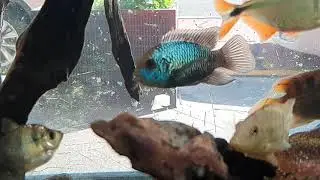 South American Biotope tank at Aquadisiac, Sydney