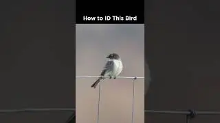 Eastern Phoebe identification example