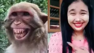 Troll Prank Dog Funny | fake Lion and Fake Tiger Prank To dog