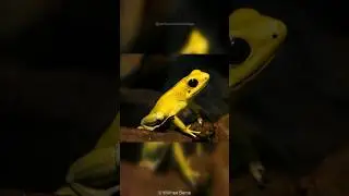 Golden Poison Frog | Living Gold With A Deadly Touch