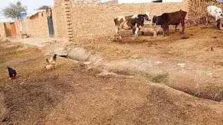 Beauty Of Village Animals Life Daily Routine New Vlog 😍