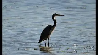 Ardea herodias, A. alba, Cygnus olor, Cygnus buccinator, Nannopterum auritum, Charadrius vociferus