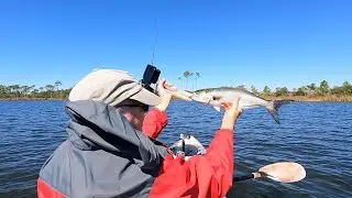 Redfish, Speckled Trout, Bluefish and  Lizardfish, a GOOD day kayak fishing
