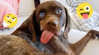 These Dog Videos of the Year Will Make You Laugh Way Too Hard 😂🐶