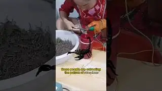 Scorpion Farming 😳. #shorts #scorpio